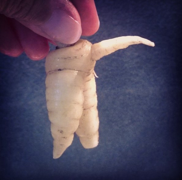 La carotte libidineuse