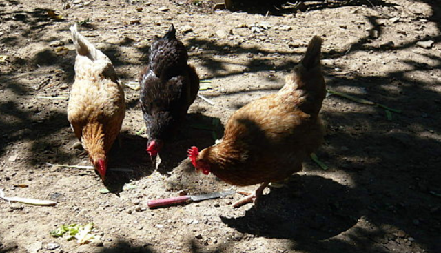 Docteur Green, vite ! Je crois qu'on est en train de le perdre !
